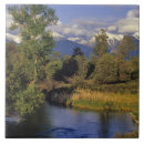 Suche nach bison fliesen Montana