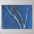 Suche nach birkenbaum poster Himmel