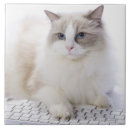 Suche nach ragdoll katze fliesen Katzen