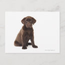 Suche nach schokolade labrador postkarten Baby