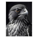 Suche nach falcon poster Vogelvogel