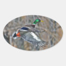 Suche nach drake aufkleber Entenjagd