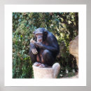 Suche nach schimpanse poster Tierwelt
