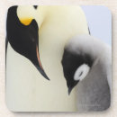 Suche nach kaiser pinguin untersetzer Liebe