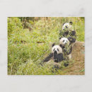 Suche nach bambus postkarten Panda