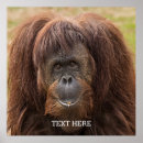 Suche nach orangutan poster Orang utans