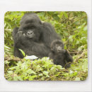 Suche nach berggorilla mousepads Ruanda