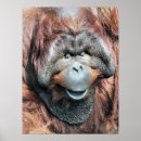 Suche nach orang utan poster Niedlich
