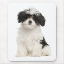 Suche nach havanese mousepads Welpen