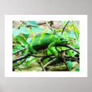 Suche nach chamaeleon poster Tiere