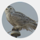 Suche nach raubvögel aufkleber Für alle