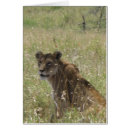 Suche nach löwin postkarten Tier