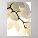 Suche nach orchidee phalaenopsis poster Botanisch