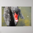 Suche nach schwarzer schwan poster Vögel
