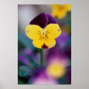 Suche nach viola poster Blume