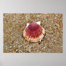 Suche nach austern muschel poster Muscheln