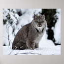 Suche nach lynx poster Nature