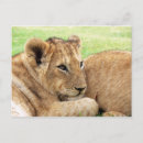Suche nach baby tiger postkarten Niedlich