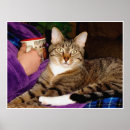 Suche nach brüche poster Katze