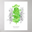 Suche nach glocken blume Jede person