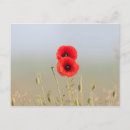 Suche nach rote mohnblume postkarten Mohnblumen