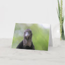 Suche nach geier karten Vogel