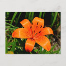 Suche nach asiatische blume postkarten Botanisch