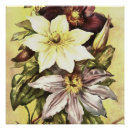 Suche nach clematis poster Weinrebe