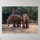 Suche nach pair poster Tiere