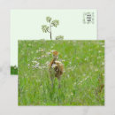 Suche nach küken postkarten Tierfotografie
