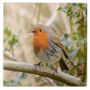 Suche nach rotkehlchen fliesen Wild lebende tiere