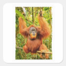 Suche nach orang utans aufkleber Borneo