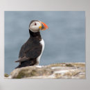 Suche nach puffin poster Meer