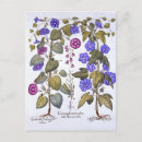 Suche nach botanik blatt postkarten Botanisch