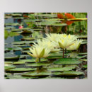 Suche nach gelbe blüte poster Fotografie