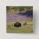 Suche nach amerikanischer bison buttons Usa