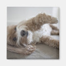 Suche nach liege magnete Kamera betrachten