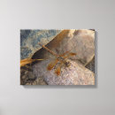 Suche nach libellen poster leinwandbilder Natur