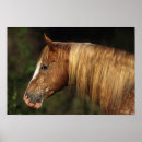 Suche nach appaloosa poster Horse