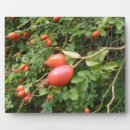 Suche nach rote rosen fotoplatten Für alle