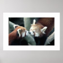 Suche nach red panda poster Natur