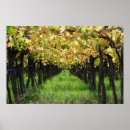 Suche nach weinberge poster Mendoza