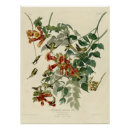 Suche nach rubin poster Vogel