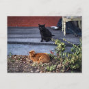 Suche nach zwei katzen postkarten Schwarze katze