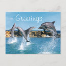 Suche nach unterwasserwelt postkarten Delfin