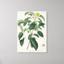 Suche nach kamelien leinwandbilder Botanisch