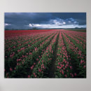 Suche nach rote tulpen poster Frühling