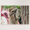 Suche nach kamel puzzle Fotografie