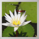 Suche nach seerose poster Wasser