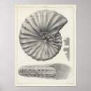 Suche nach fossilien poster Zeichnungen